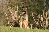 MALINOIS 1122